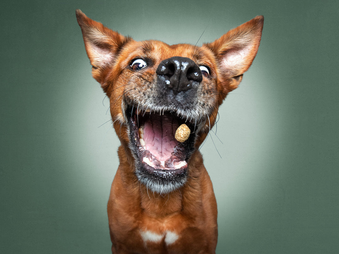 Dog treats & Chews