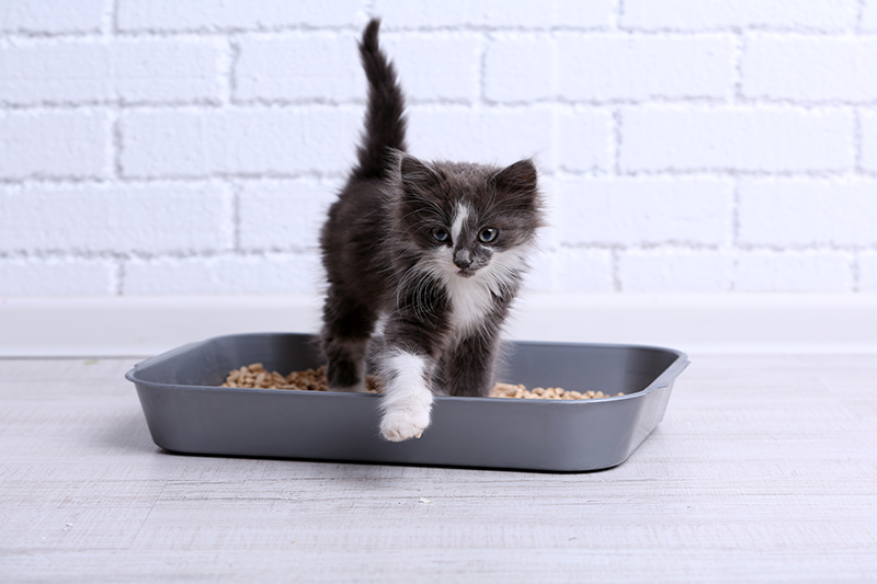 Cat Litter