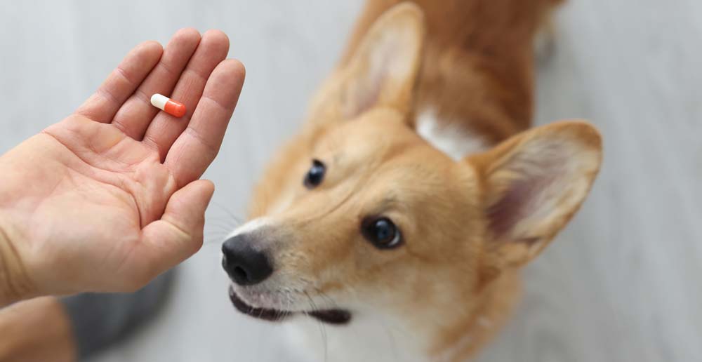 - Easy Pill treats dog