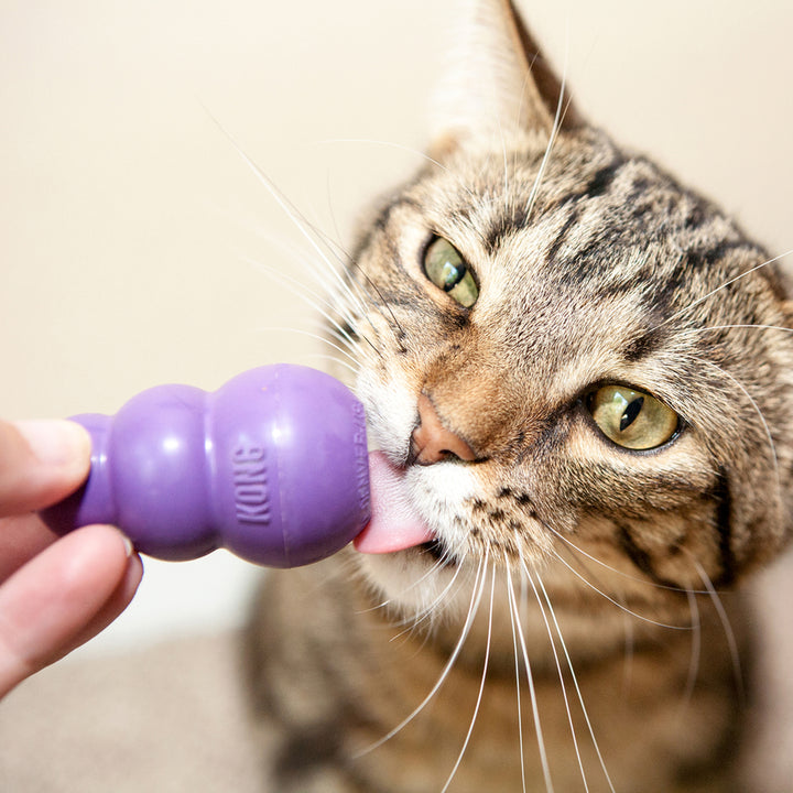 KONG - Cat Kitty Kong