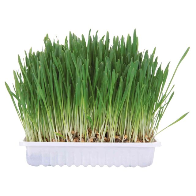 Small Animal Grass