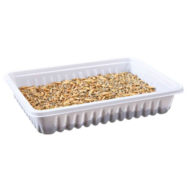 Small Animal Grass