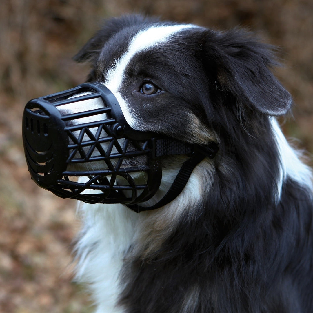 Muzzle, Plastic