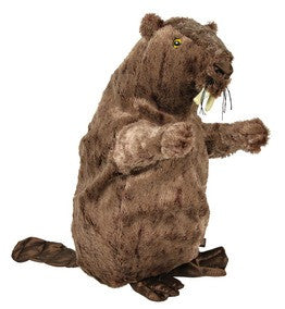 Beaver