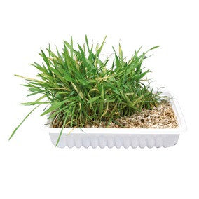 Cat Grass