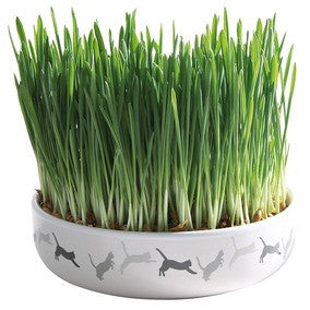Ceramic Bowl for Cat Grass