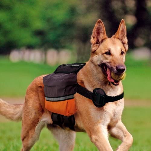 Dog back pack