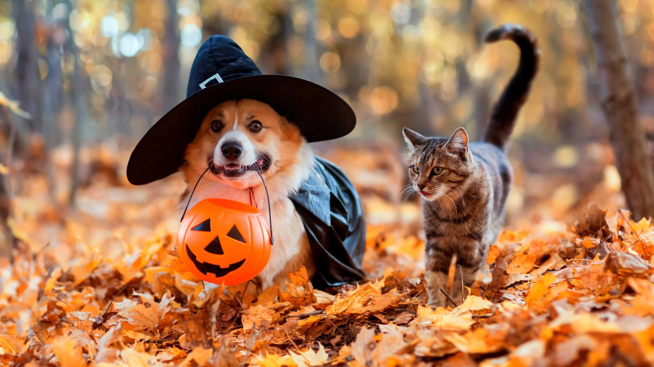 Halloween