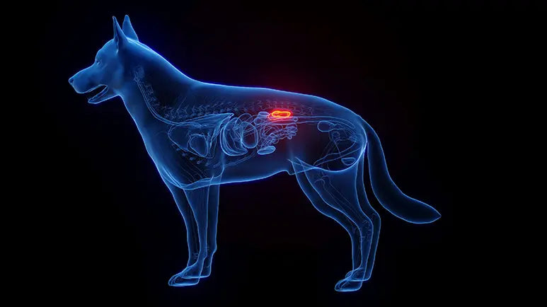 - suppliments kidney support dog