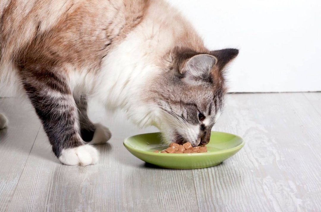 Cat Wet Food