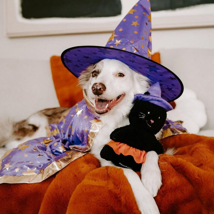 Halloween Cheeky Chumz – Witch Cat