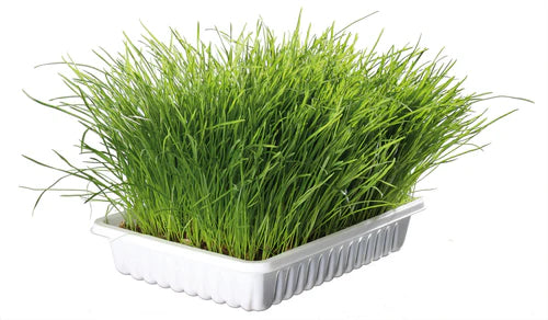 4233 Organic cat grass refill for # 4232, bag/approx. 100 g