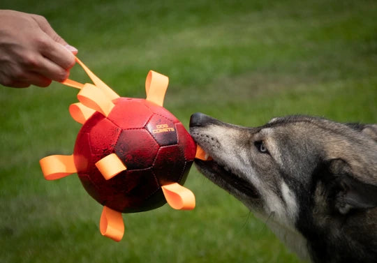 Dog Comets Hypernova Ball