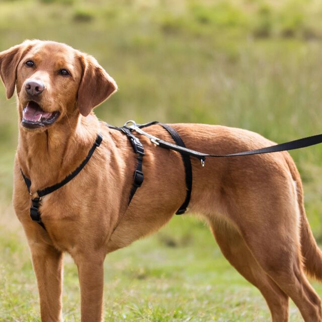 Stay harness, black