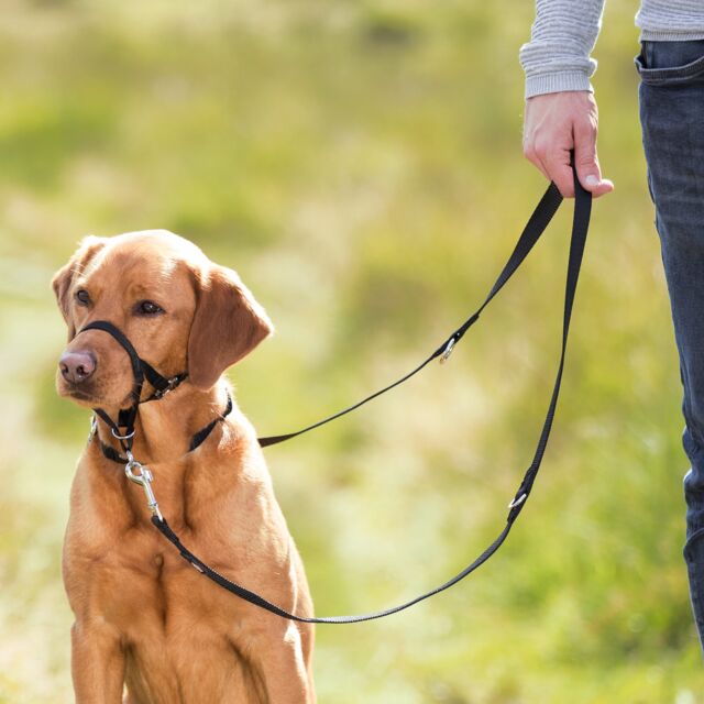 Top Trainer Training Harness