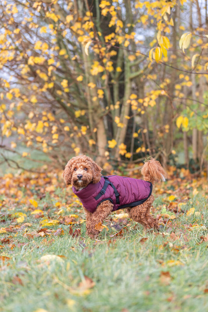 Pirou winter harness coat,  sangria