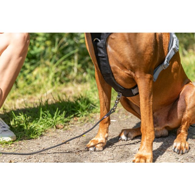 Premium active harness, Aqua