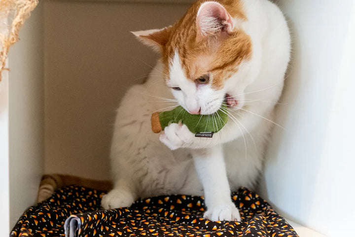 Feline Frenzy Killer Deadly Duo Cat Toy