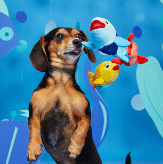 Bark  - The Groupers