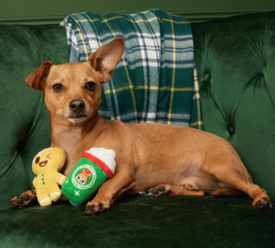 Bark - Ginger Boy Brew