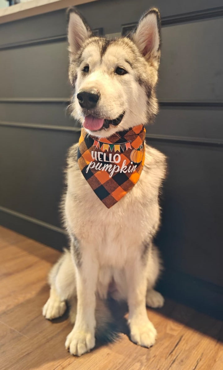 Halloween Bandana