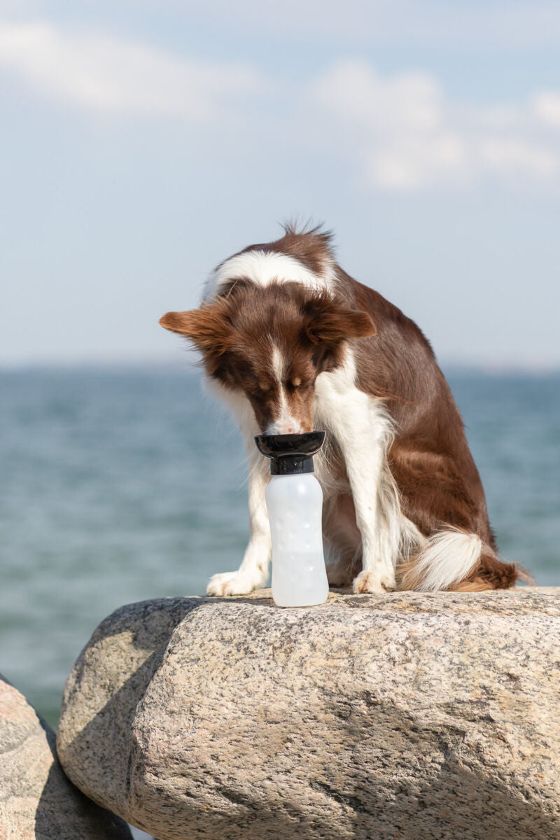 Bottle with Drinking Bowl