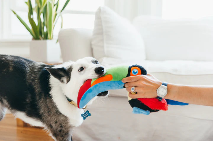 PLAY -  Fetching Flock Tito the Toucan