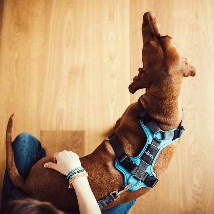 Hunter H-Harness