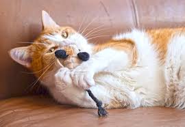 Feline Frenzy Halloween Menacing Mice Cat Toy