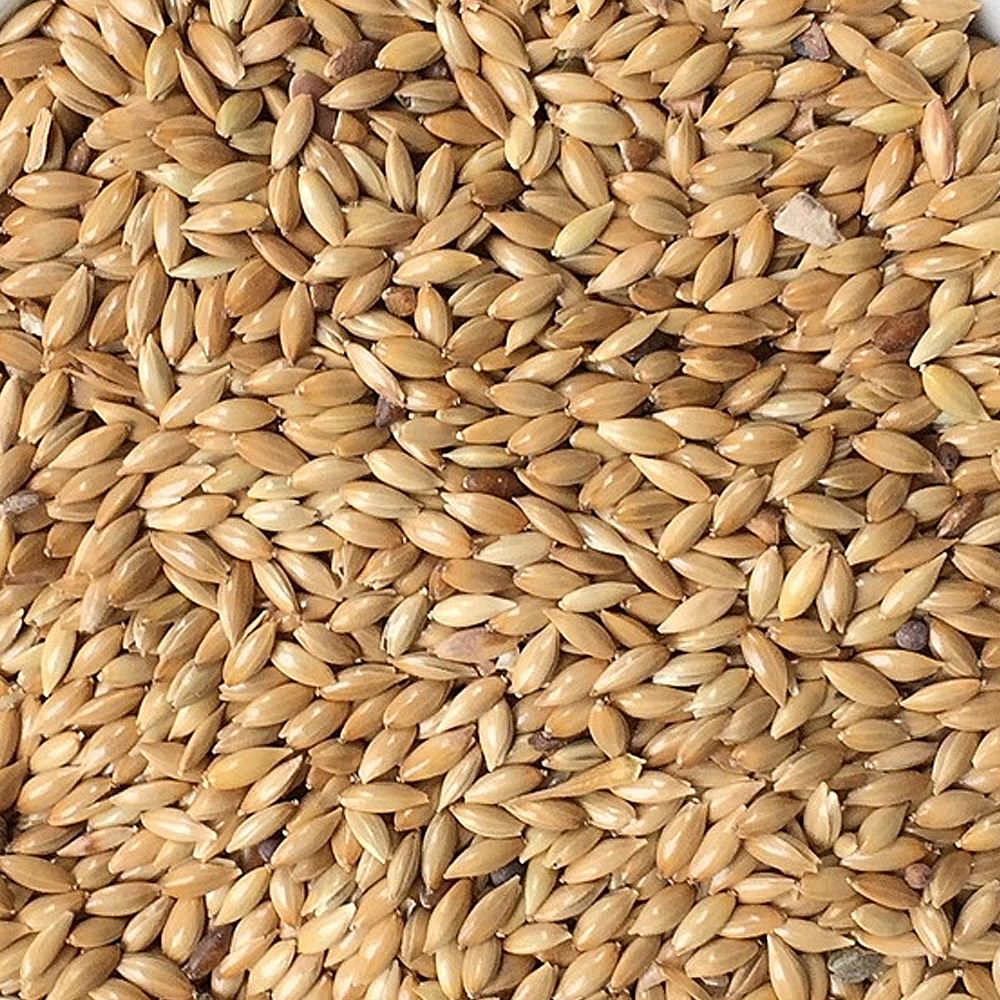 Canary Seeds (packed), 1 kg