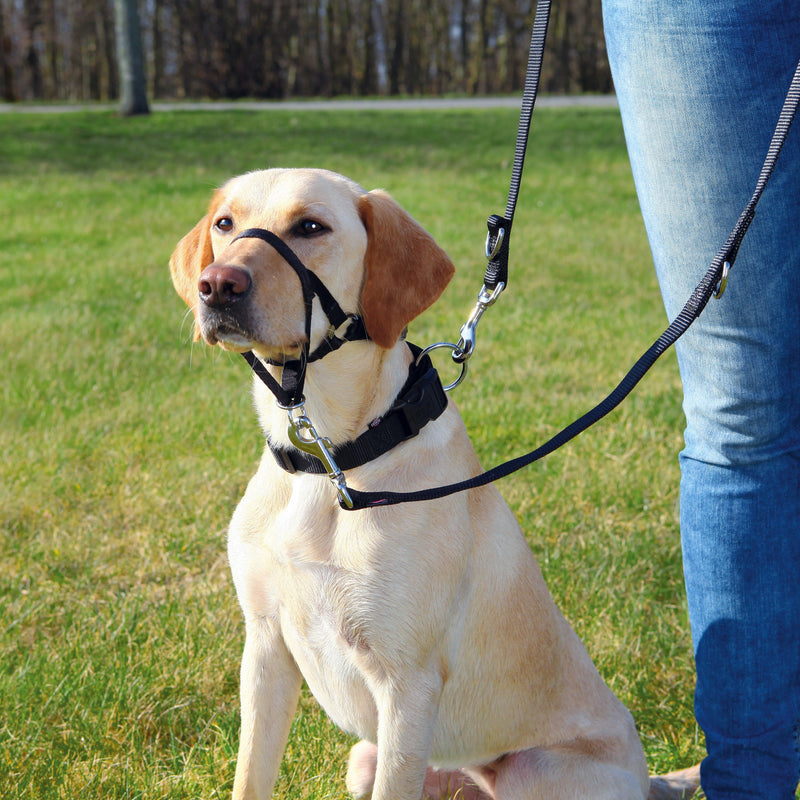 Top Trainer Training Harness