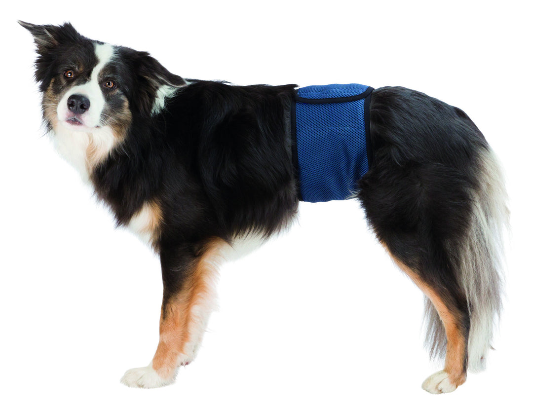 Belly band for male dogs