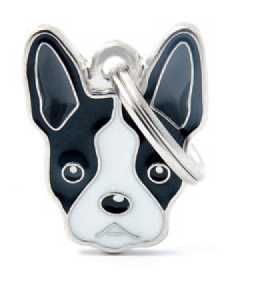 Boston Terrier