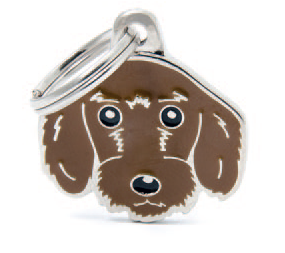 Wire-Haired Dachshund (Fawn)
